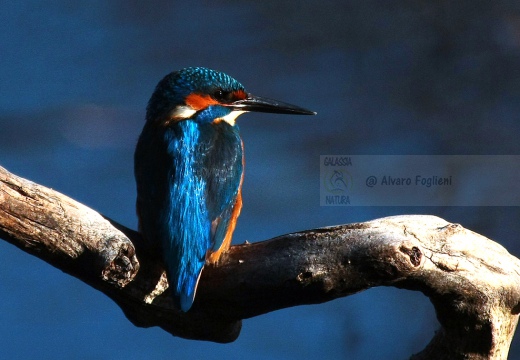 MARTIN PESCATORE - Kingfisher - Alcedo atthis - Luogo: Lanca di Bernate (MI) - Autore: Alvaro