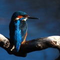 MARTIN PESCATORE - Kingfisher - Alcedo atthis - Luogo: Lanca di Bernate (MI) - Autore: Alvaro