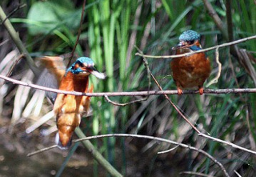 MARTIN PESCATORE - Kingfisher - Alcedo atthis - Luogo: Parco della Valle del Ticino - Lanca di Bernate Ticino (MI) - Autore: Alvaro - Sequenza 4/10