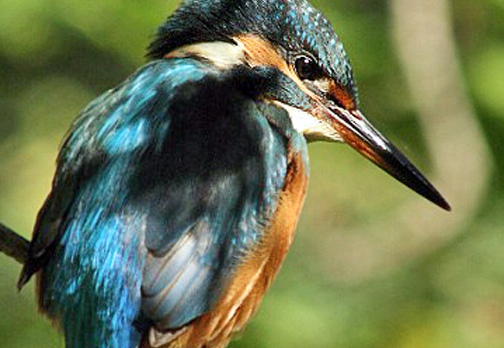 MARTIN PESCATORE - Kingfisher - Alcedo atthis - Luogo: Fiume Adda - Brivio (LC) - Autore: Alvaro