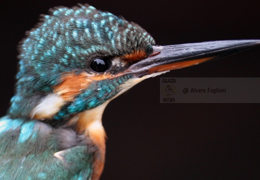 MARTIN PESCATORE - Kingfisher - Alcedo atthis - Luogo: Oasi S. Francesco (BS) - Autore: Alvaro