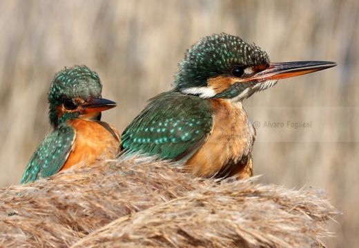 MARTIN PESCATORE - Kingfisher - Alcedo atthis - Luogo: Pian di Spagna (CO) - Autore: Claudia