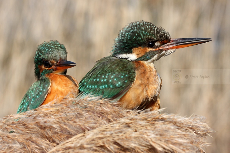 MARTIN PESCATORE - Kingfisher - Alcedo atthis - Luogo: Pian di Spagna (CO) - Autore: Claudia