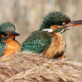 MARTIN PESCATORE - Kingfisher - Alcedo atthis - Luogo: Pian di Spagna (CO) - Autore: Claudia