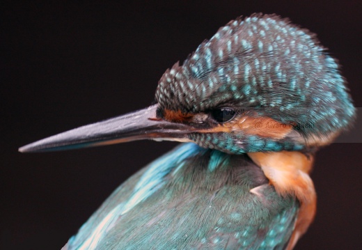 MARTIN PESCATORE - Kingfisher - Alcedo atthis - Luogo: Oasi S. Francesco (BS) - Autore: Alvaro