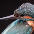MARTIN PESCATORE - Kingfisher - Alcedo atthis - Luogo: Oasi S. Francesco (BS) - Autore: Alvaro