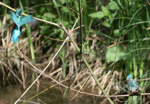 MARTIN PESCATORE - Kingfisher - Alcedo atthis - Luogo: Parco della Valle del Ticino - Lanca di Bernate Ticino (MI) - Autore: Alvaro - Sequenza 10/10