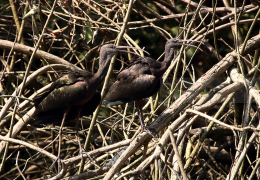 MIGNATTAIO - Glossy Ibis - Plegadis falcinellus - Luogo: Località Cernaia (GR) - Autore: Alvaro