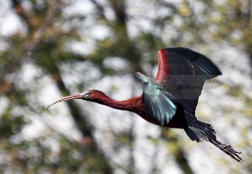 MIGNATTAIO - Glossy Ibis - Plegadis falcinellus - Luogo: Garzaia "Lago di Sartirana" - Sartirana (PV) - Autore: Alvaro 