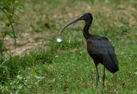 MIGNATTAIO - Glossy Ibis - Plegadis falcinellus - Luogo: Località Cernaia (GR) - Autore: Alvaro