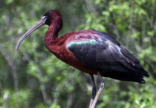 MIGNATTAIO - Glossy Ibis - Plegadis falcinellus - Luogo: Garzaia "Lago di Sartirana" - Sartirana (PV) - Autore: Alvaro