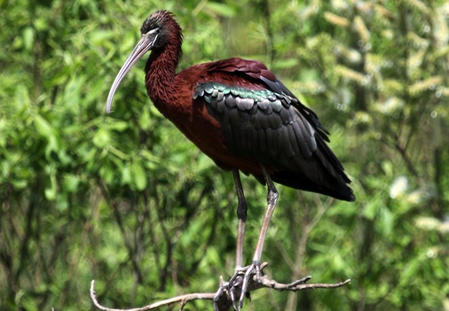 MIGNATTAIO - Glossy Ibis - Plegadis falcinellus - Luogo: Garzaia "Lago di Sartirana" - Sartirana (PV) - Autore: Alvaro