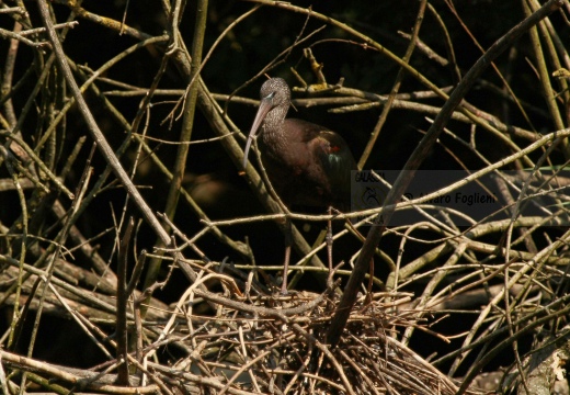 MIGNATTAIO - Glossy Ibis - Plegadis falcinellus - Luogo: Località Cernaia (GR) - Autore: Alvaro