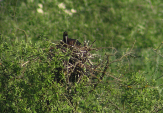 MIGNATTAIO - Glossy Ibis - Plegadis falcinellus - Luogo: Garzaia "Lago di Sartirana" - Sartirana (PV) - Autore: Alvaro