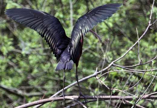 MIGNATTAIO - Glossy Ibis - Plegadis falcinellus - Luogo: Garzaia "Lago di Sartirana" - Sartirana (PV) - Autore: Alvaro