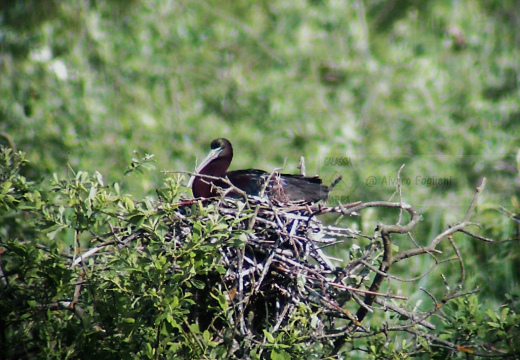 MIGNATTAIO - Glossy Ibis - Plegadis falcinellus - Luogo: Garzaia "Lago di Sartirana" - Sartirana (PV) - Autore: Alvaro