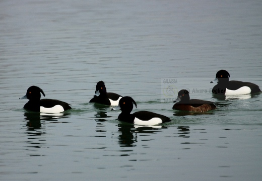 MORETTA - Tufted Duck - Aythya fuligula - Luogo: Lago di Olginate (LC) - Autore: Claudia