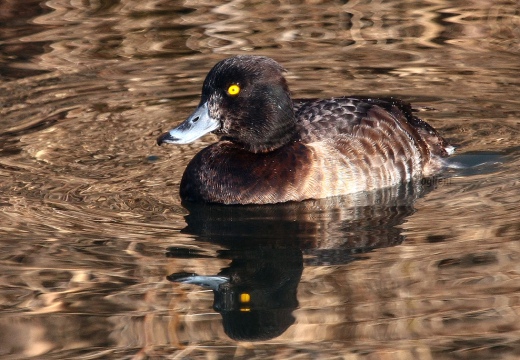 MORETTA (abito invernale) - Tufted Duck - Aythya fuligula - Luogo: Laghetto del Frassino (VR) - Autore: Alvaro
