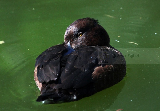 MORETTA  - Tufted Duck - Aythya fuligula - Luogo: Ex risaia Bentivoglio (BO) - Autore: Alvaro