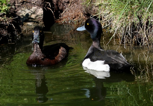 MORETTA - Tufted Duck - Aythya fuligula - Luogo: Palude di Brivio (LC) - Autore: Alvaro