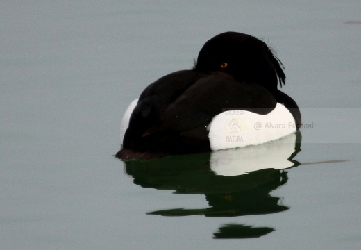 MORETTA  - Tufted Duck - Aythya fuligula - Luogo: Pian di Spagna (SO) - Autore: Alvaro