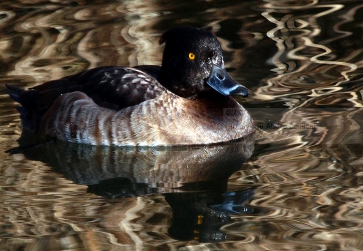 MORETTA (abito invernale) - Tufted Duck - Aythya fuligula - Luogo: Laghetto del Frassino (VR) - Autore: Alvaro