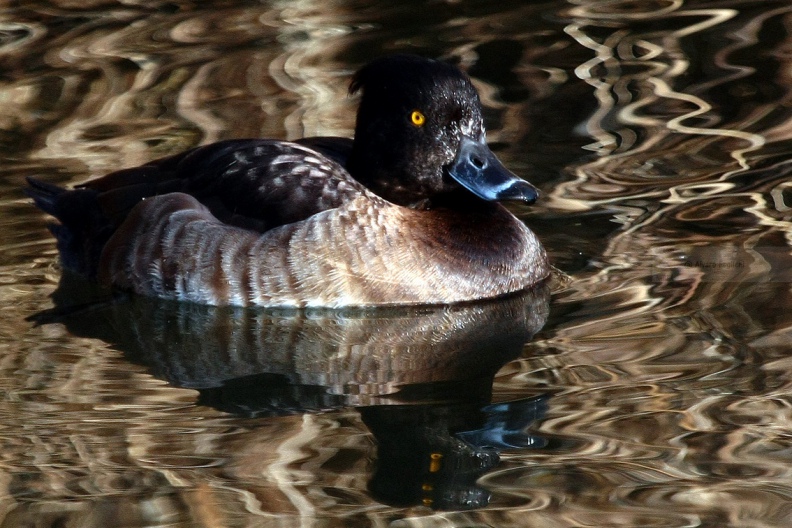 MORETTA (abito invernale) - Tufted Duck - Aythya fuligula - Luogo: Laghetto del Frassino (VR) - Autore: Alvaro