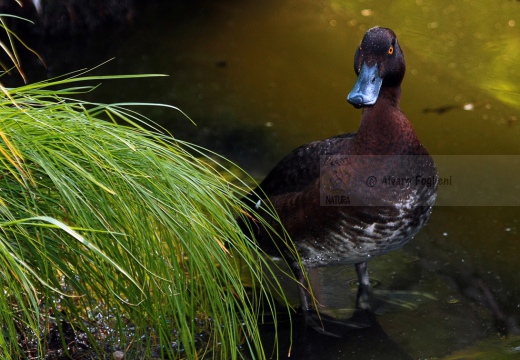 MORETTA - Tufted Duck - Aythya fuligula - Luogo: Ex risaia Bentivoglio (BO) - Autore: Alvaro