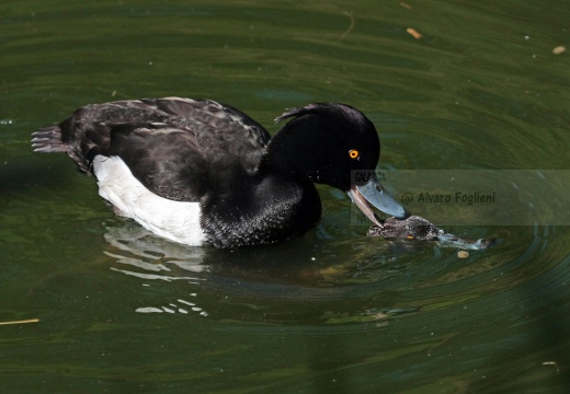 MORETTA - Tufted Duck - Aythya fuligula - Luogo: Palude di Brivio (LC) - Autore: Alvaro