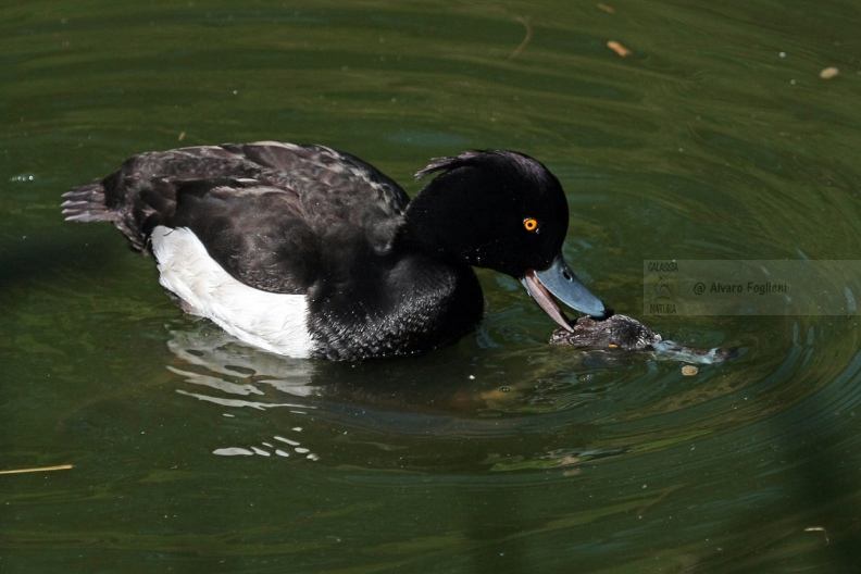 MORETTA - Tufted Duck - Aythya fuligula - Luogo: Palude di Brivio (LC) - Autore: Alvaro