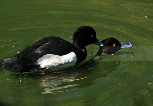 MORETTA - Tufted Duck - Aythya fuligula - Luogo: Palude di Brivio (LC) - Autore: Alvaro