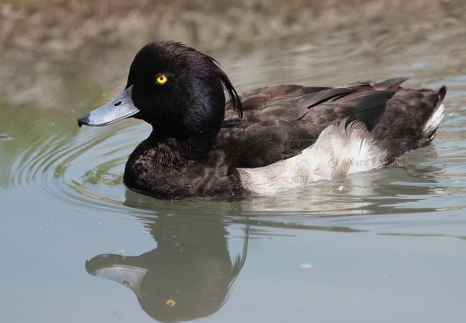 MORETTA - Tufted Duck - Aythya fuligula - Luogo: Fiume Mera - Sorico (CO) - Autore: Alvaro
