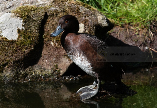 MORETTA  - Tufted Duck - Aythya fuligula - Luogo: Palude di Brivio (LC) - Autore: Alvaro