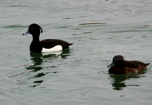 MORETTA - Tufted Duck - Aythya fuligula - Luogo: Lago di Olginate (LC) - Autore: Claudia