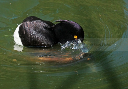 MORETTA - Tufted Duck - Aythya fuligula - Luogo: Palude di Brivio (LC) - Autore: Alvaro