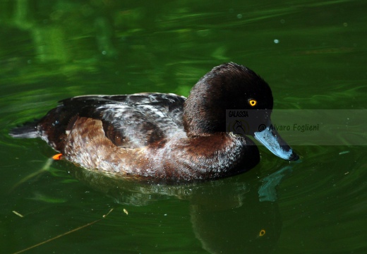 MORETTA  - Tufted Duck - Aythya fuligula - Luogo: Ex risaia Bentivoglio (BO) - Autore: Alvaro