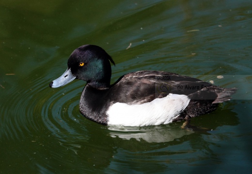 MORETTA - Tufted Duck - Aythya fuligula - Luogo: Oasi di Manzolino (MO) - Autore: Alvaro