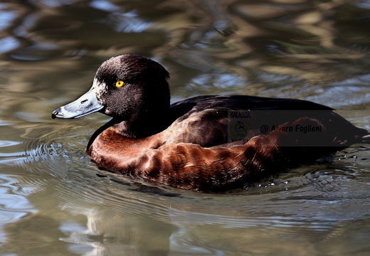 MORETTA - Tufted Duck - Aythya fuligula - Luogo: Fiume Mera - Sorico (CO) - Autore: Alvaro