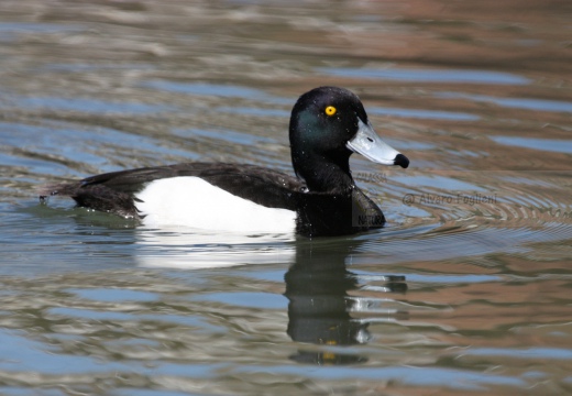 MORETTA - Tufted Duck - Aythya fuligula - Luogo: Lago di Olginate (LC) - Autore: Claudia