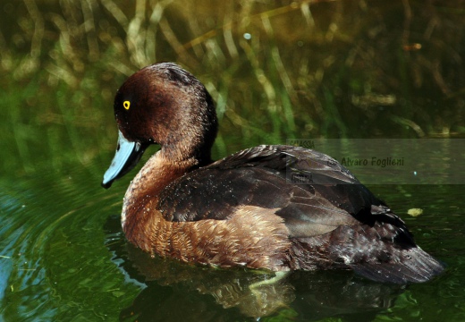 MORETTA  - Tufted Duck - Aythya fuligula - Luogo: Ex risaia Bentivoglio (BO) - Autore: Alvaro