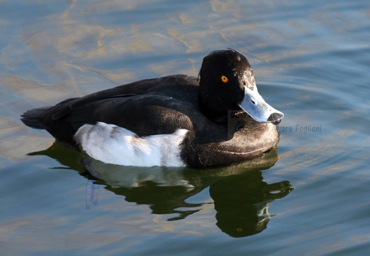 MORETTA - Tufted Duck - Aythya fuligula - Luogo: Lago di Olginate (LC) - Autore: Claudia