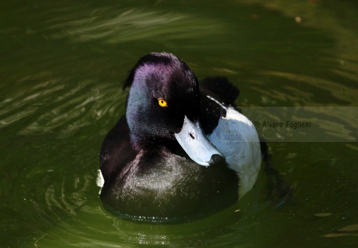MORETTA - Tufted Duck - Aythya fuligula - Luogo: Oasi di Manzolino (MO) - Autore: Alvaro