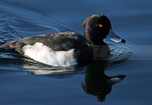 MORETTA - Tufted Duck - Aythya fuligula - Luogo: Lago di Olginate (LC) - Autore: Claudia