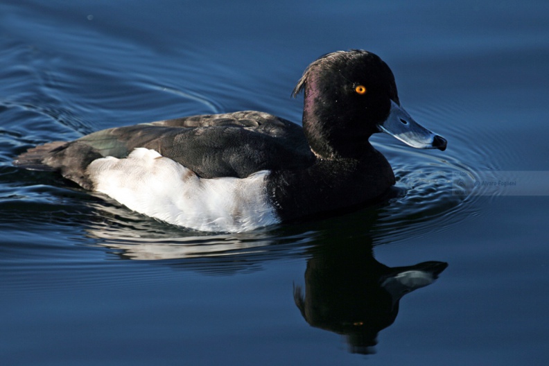 MORETTA - Tufted Duck - Aythya fuligula - Luogo: Lago di Olginate (LC) - Autore: Claudia