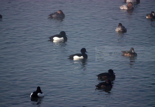 MORETTA - Tufted Duck - Aythya fuligula - Luogo: Lago di Olginate (LC) - Autore: Claudia