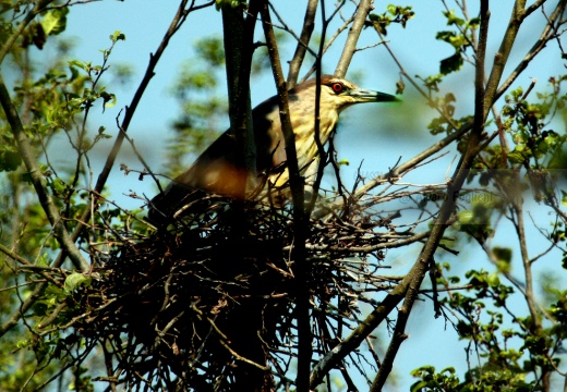 NITTICORA - Night Heron - Nycticorax nycticorax - Luogo: Garzaia di Celpenchio (PV) - Autore: Alvaro