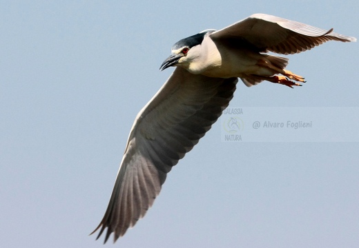 NITTICORA - Night Heron - Nycticorax nycticorax - Luogo: Torbiera di Marcaria (MN) - Autore: Alvaro