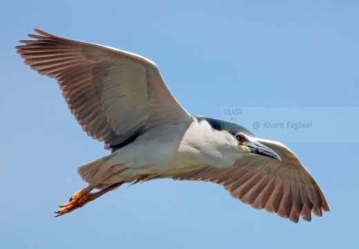 NITTICORA - Night Heron - Nycticorax nycticorax - Luogo: Torbiera di Marcaria (MN) - Autore: Alvaro