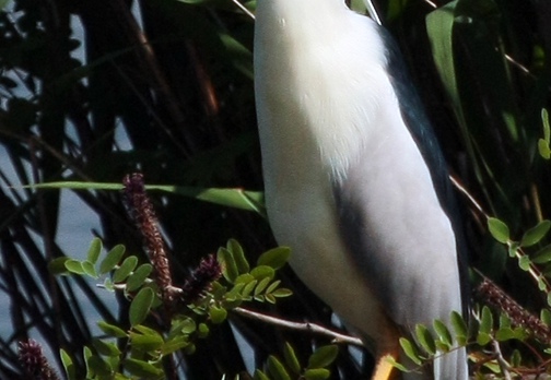  NITTICORA - Night Heron - Nycticorax nycticorax - Luogo: Risaie vercellesi - Località: Palude di San Genuario (VC) - Autore: Alvaro