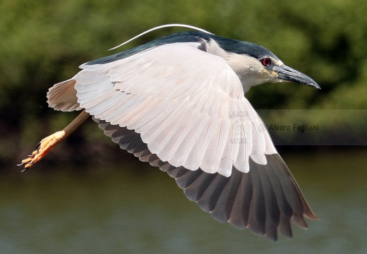 NITTICORA; Night Heron; Nycticorax nycticorax